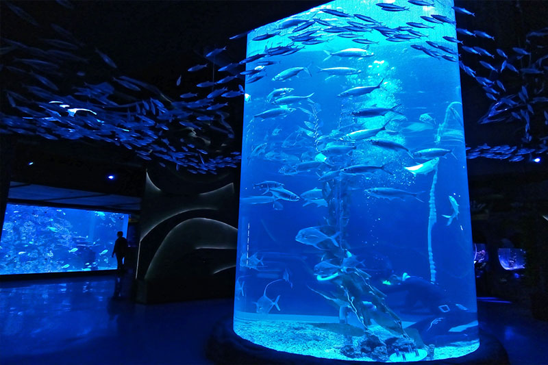 Jakarta Aquarium Safari Tempat Wisata Dengan Theater Bawah Laut Hari