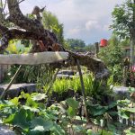 Wisata-Fauna-di-Yogyakarta
