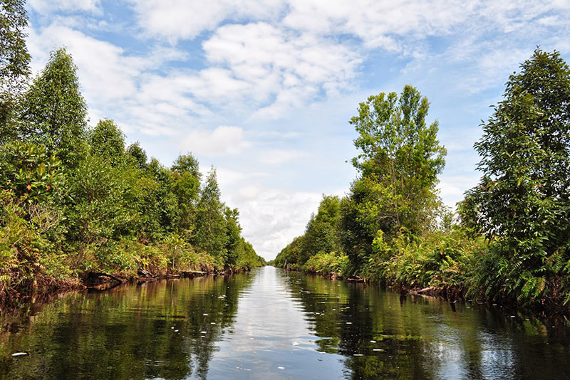 Taman-Nasional-Sebangau